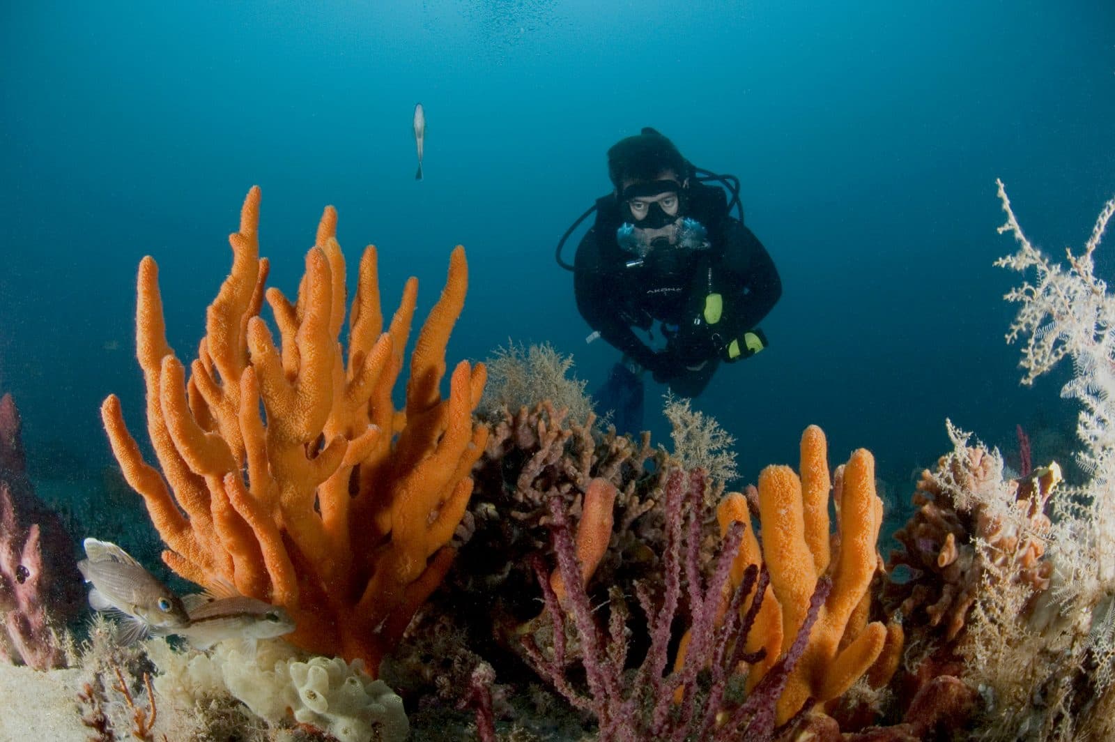 Advanced Open Water