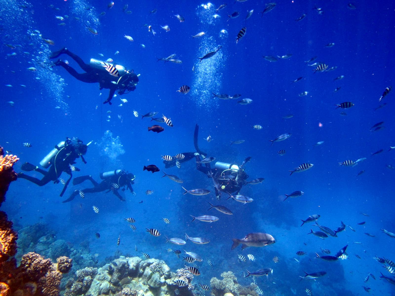 Annual Reef Clean-Up & Dive Festival