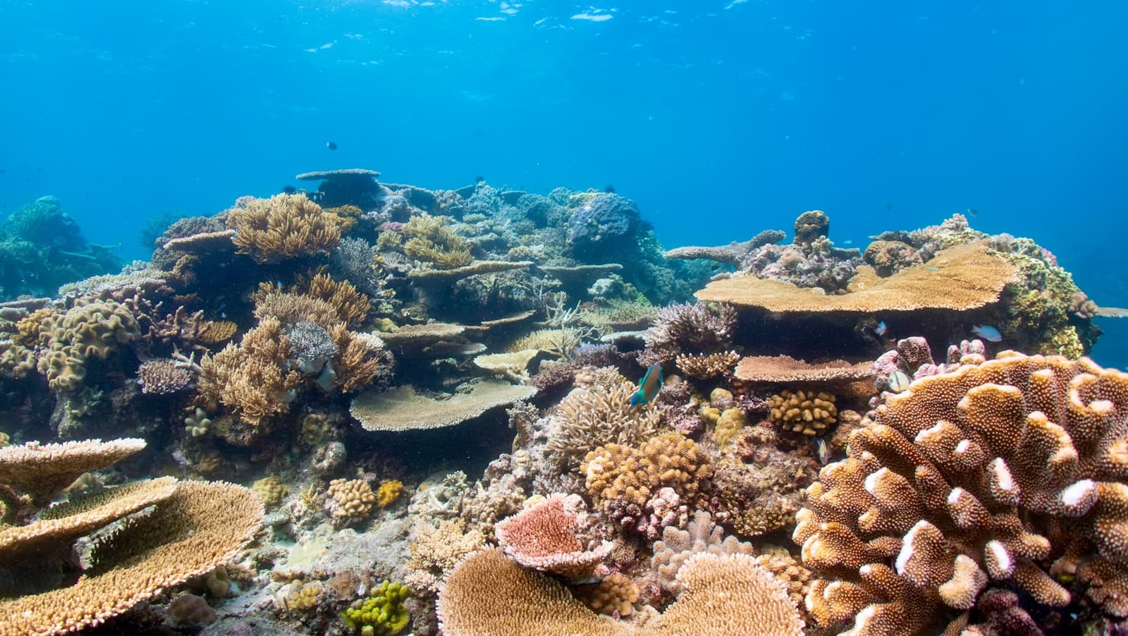 Two-tank morning reef