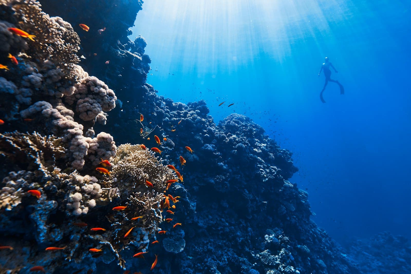 Dive certification training