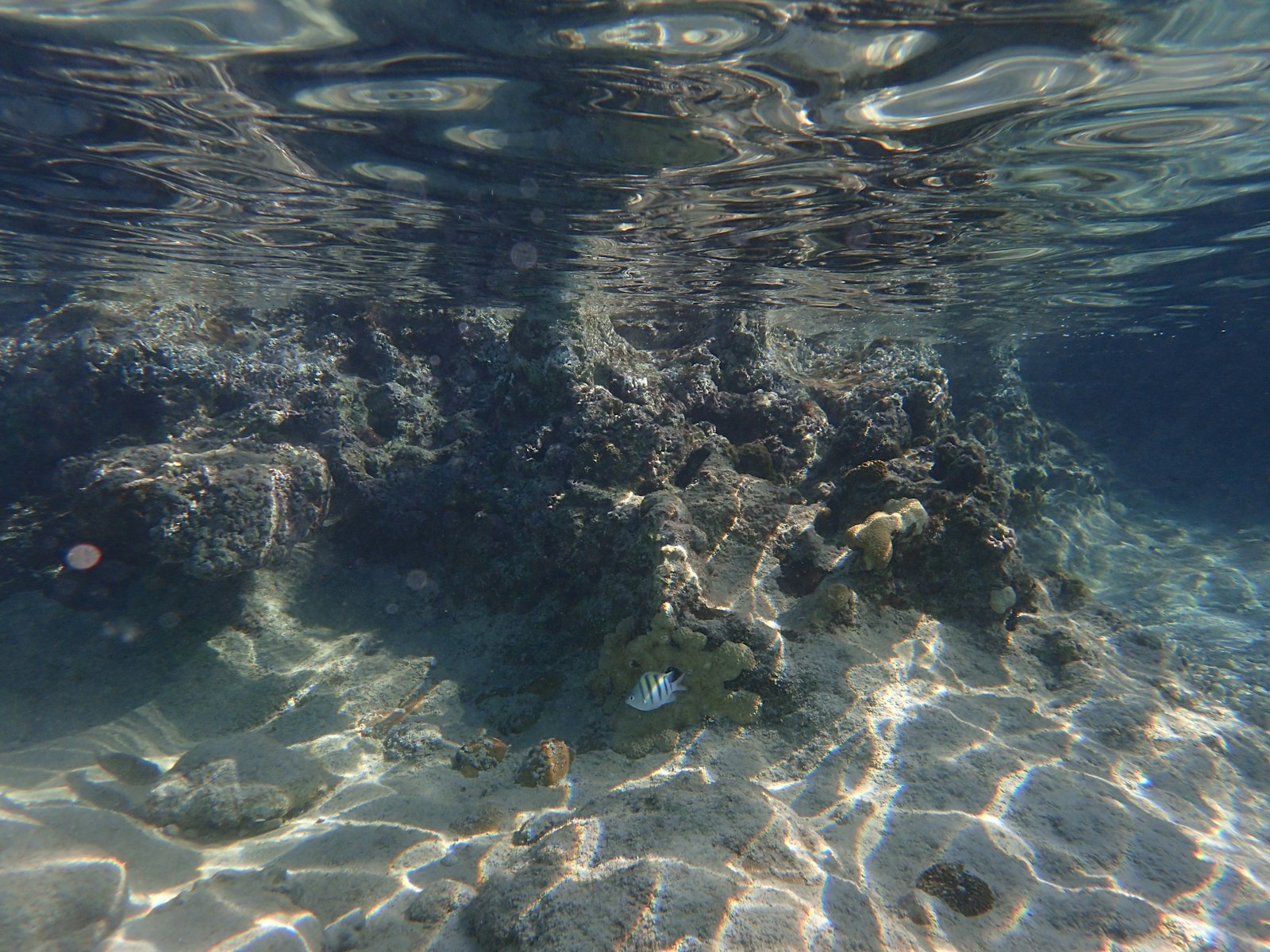 Sandbar Scuba